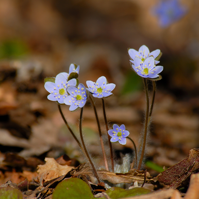 Spring Wildflowers