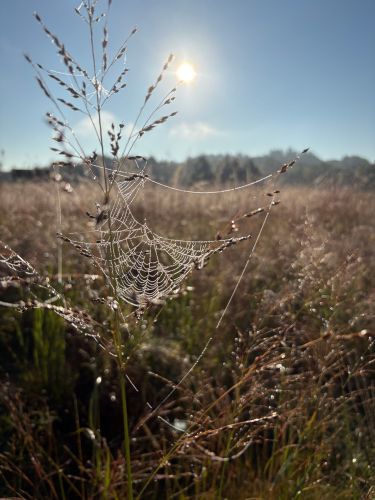 Spider Walk and Talk