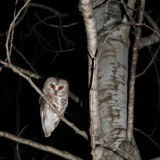 Nocturnal Neighbors