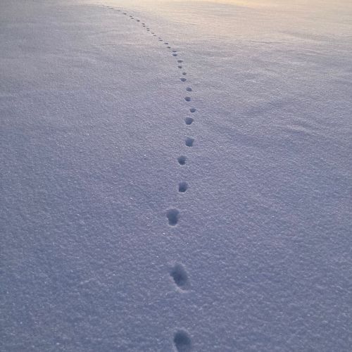 Animal Tracking Program