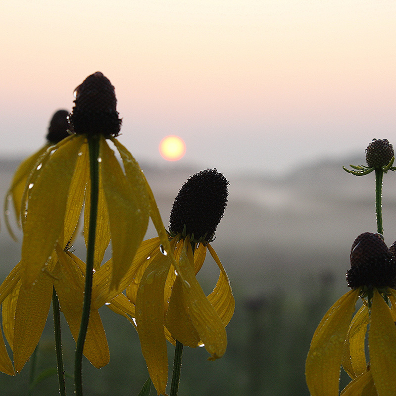 Starting Native Plants from Seed