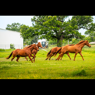 Self-Care for Rodeo/Equestrian Teams