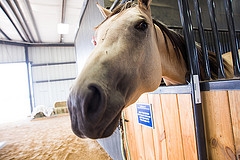 Equine Center Stall Boarding For Students, self care