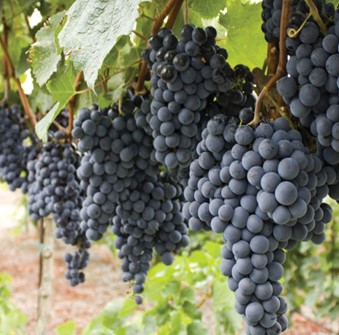 2026 Grape Management Course Registration
