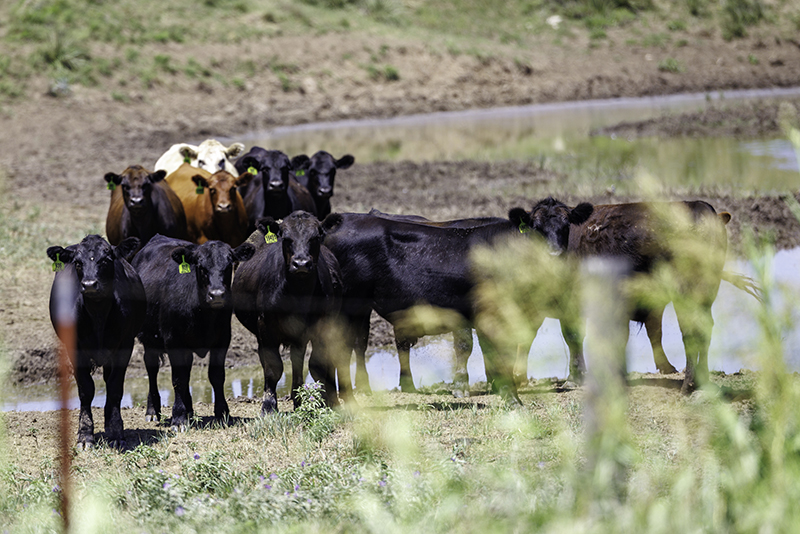Farm Transition Workshop Registration - Woodward &ndash; 9/11/26 for Two Family Members - $130.00 ($65.00 per person) Cost increases to $100.00 per person after August 28.