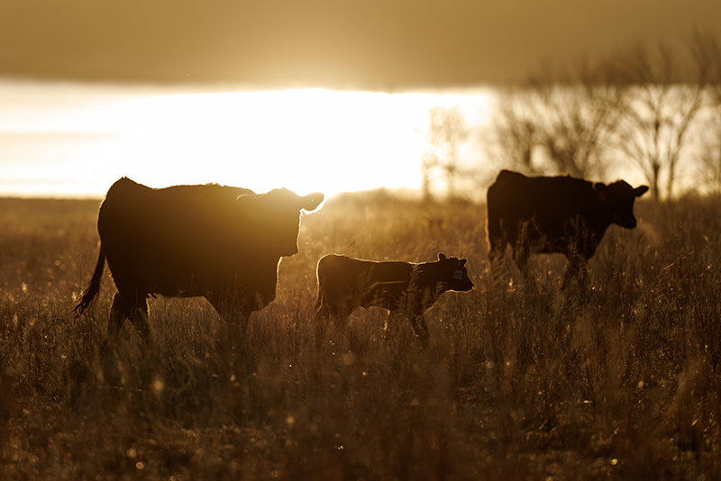 Farm Transition Workshop Registration - Claremore for One Family Member-10/16/26 - $75. Cost increases to $100.00 per person after October 2.