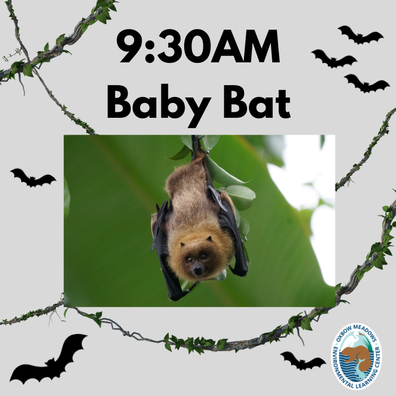 Saturday, October 28th: 9:30am Baby Bats