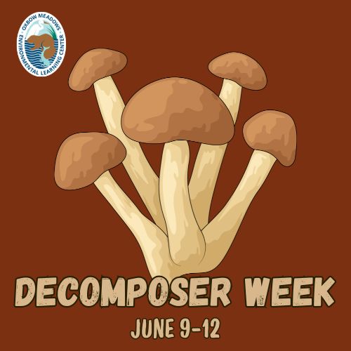 Decomposer Week
