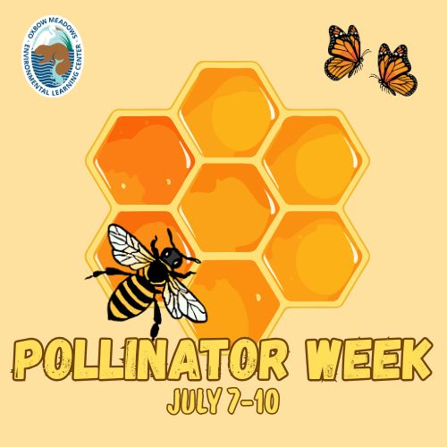 Pollinator Week