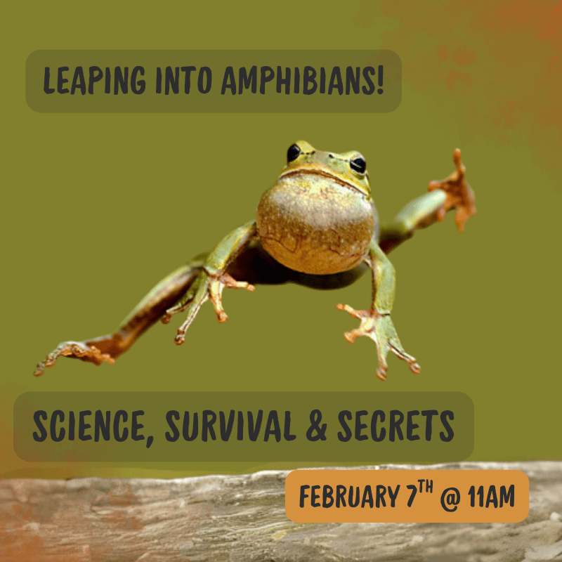 Leaping into Amphibians! February 7th @ 11 am