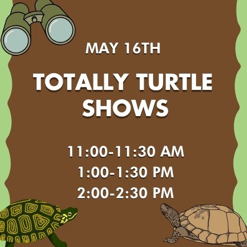 Hooray for Turtle Day: Totally Turtle Shows