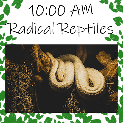 Tuesday, April 4th: 10:00am Radical Reptiles
