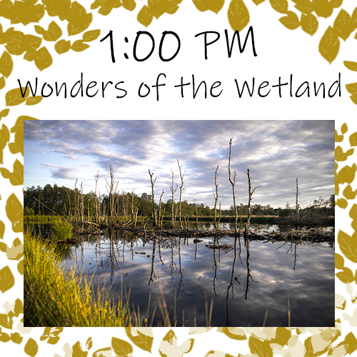 Tuesday, April 4th: 1:00pm Wonders of the Wetland