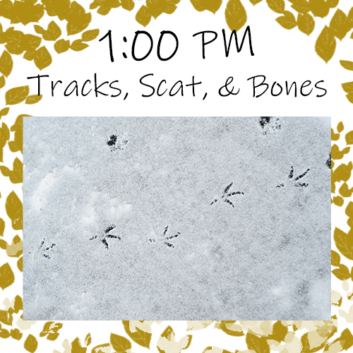 Friday, April 7th: 1:00pm Tracks, Scat, & Bones