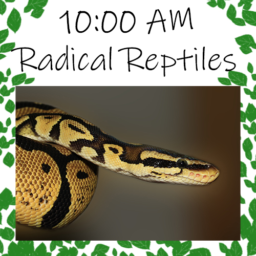 Friday, April 7th: 10:00am Radical Reptiles