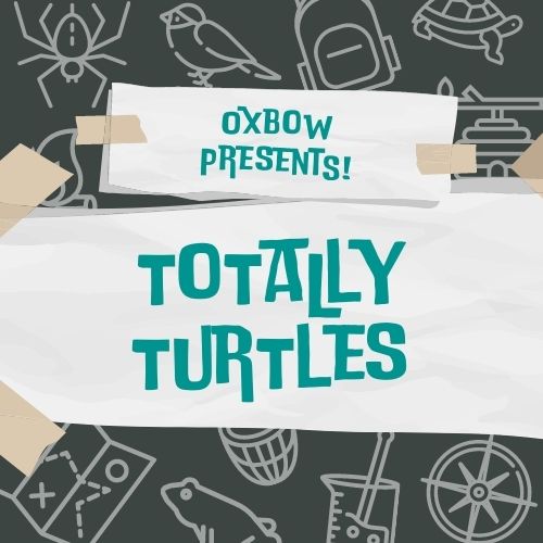 10:00am Oxbow Presents: Totally Turtles
