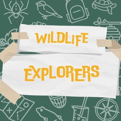 1:00pm Wildlife Explorers