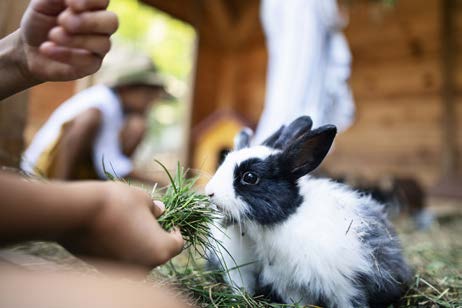Urban Farm Explorers: Bunnies and Worms: July 6-10, 8:30 am-12:30 pm