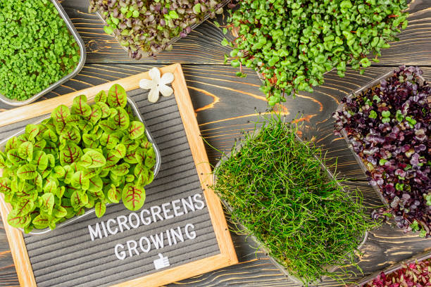 Grow Success: Microgreens for Home and Business - Saturday, May 2nd from 1:00-4:00 pm (CMU Tech)