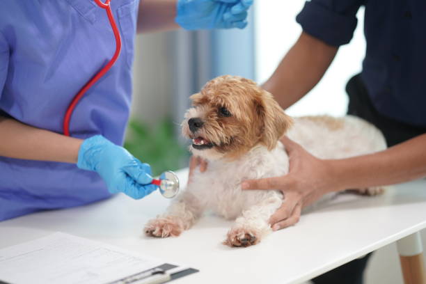 Critter Camp: Exploring the Science of Animal Health: July 20-24, 1-5 pm