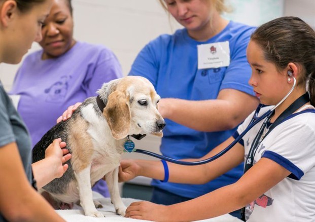 Introduction to Veterinary Technology, Foundations of Animal Health Science: July 6-10, 1-5 pm