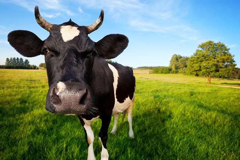 Hooves & Horns: The Science of Livestock - Friday May 1st from 2-5 pm