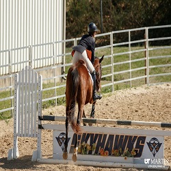 English Horseback Riding Lessons (July 2024-December 2024)