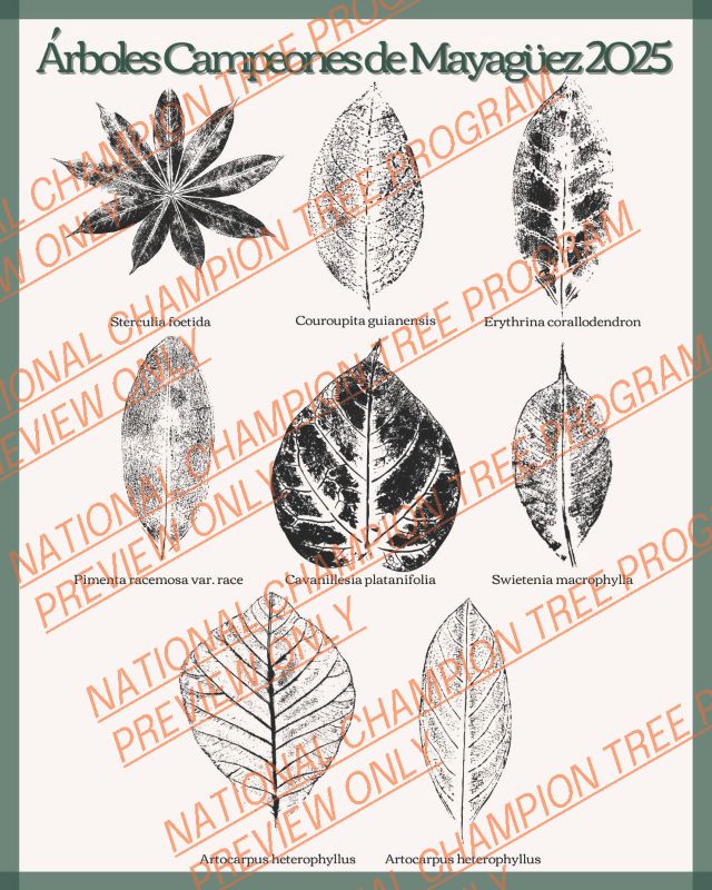 Mayagüez Champion Trees Art Print