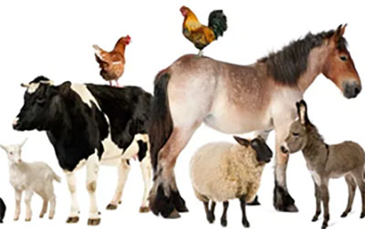 Weakley County Agriculture Payment Options