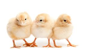 Cocke County 4-H Chick Chain