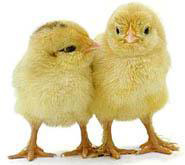 Hamilton County 4-H Chick Chain