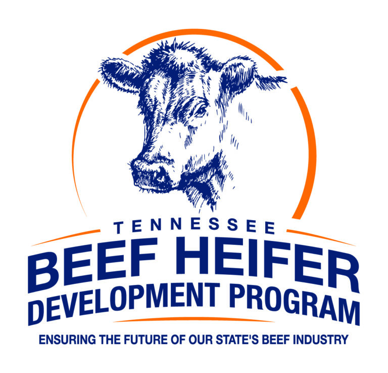 Tennessee Heifer Development Program Field Day 2024