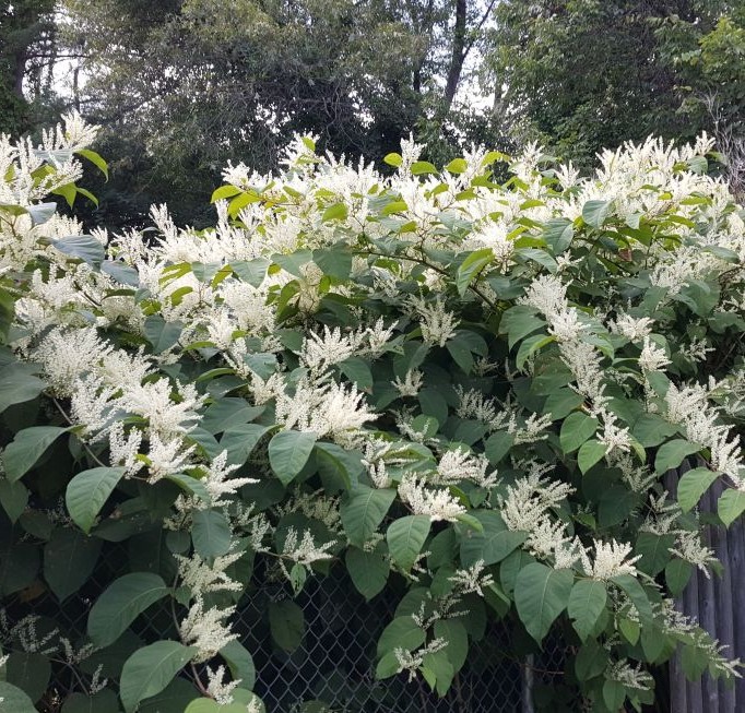 2026 ONLINE Invasive Plant Certificate Course