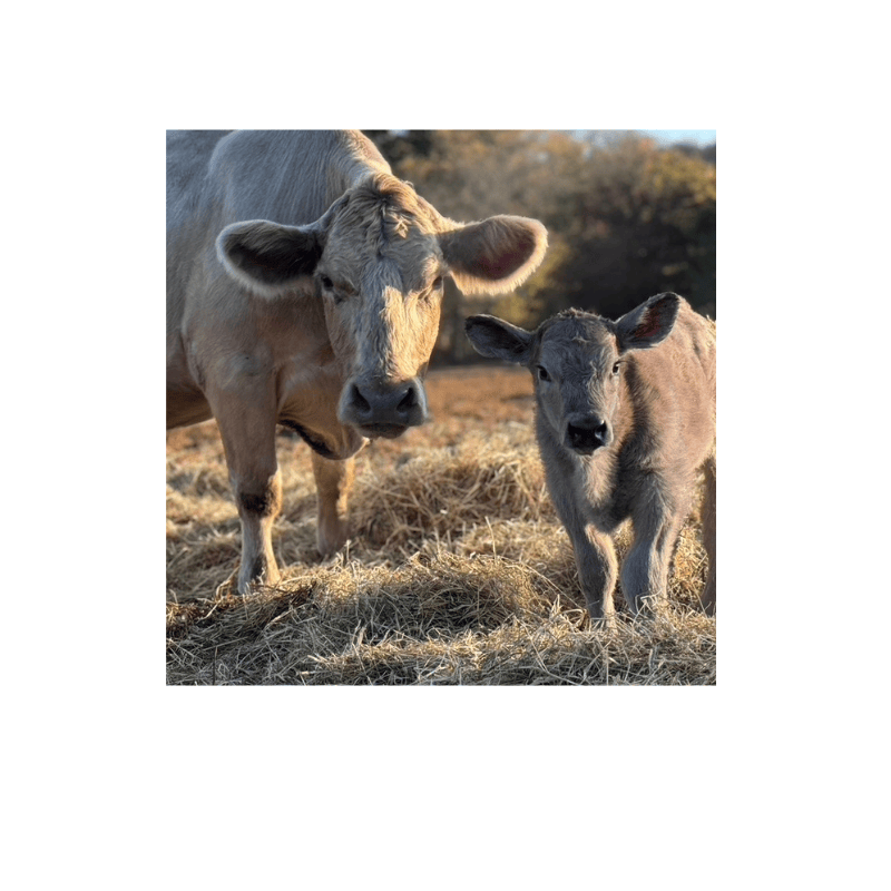 Artificial Insemination Course with Genex