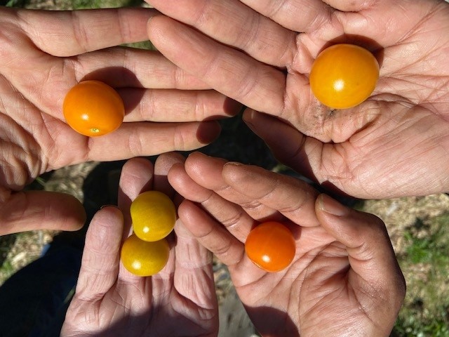 UConn Urban Farmer Training Program
