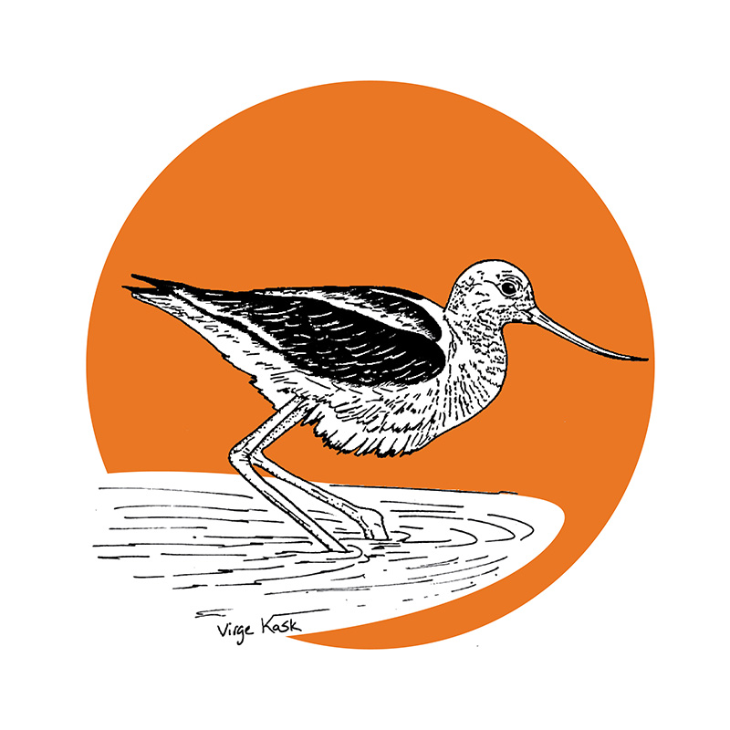 Scientific Illustration: Birds
