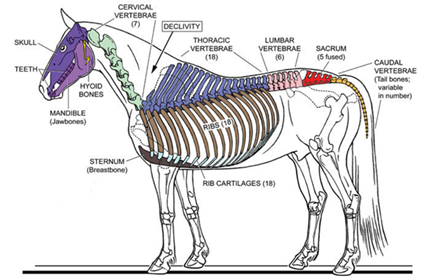 Canter Curriculum – Skeletal System Disorders